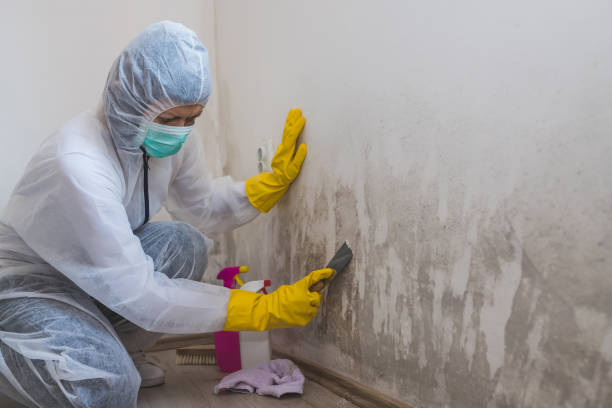 Best Mold Remediation for Specific Building Types in Bastrop, LA